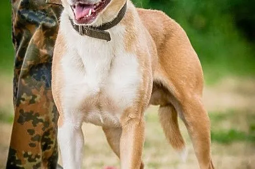 OTOZ Animals - Rubin - kochany psiak prosi o kocha