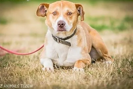 OTOZ Animals - Rubin - kochany psiak prosi o kocha