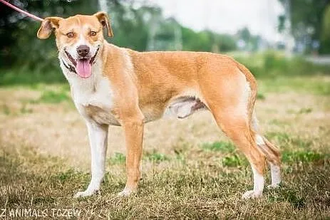 OTOZ Animals - Rubin - kochany psiak prosi o kocha