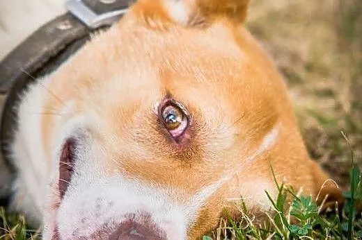 OTOZ Animals - Rubin - kochany psiak prosi o kocha