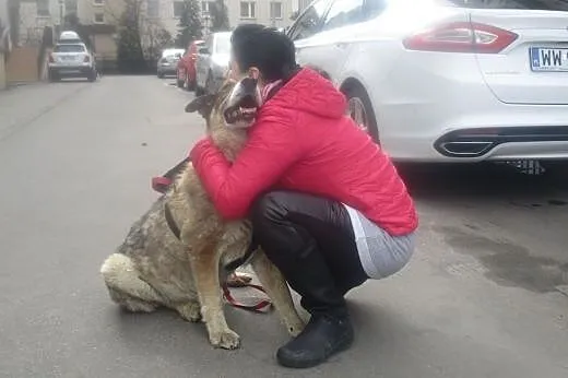 Niewidomy duży starszy pies Misio Bibi szuka domu 