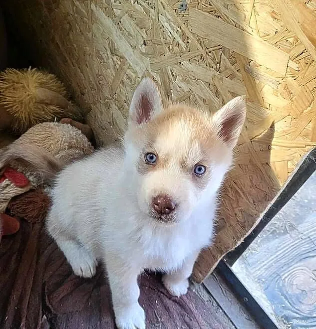 Szczeniak husky samiec, Pomorskie, Kamień