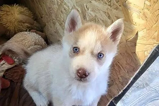 Szczeniak husky samiec, Pomorskie, Kamień