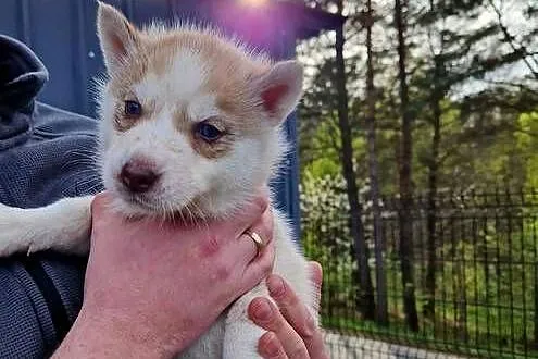 Szczeniak husky samiec, Pomorskie, Kamień