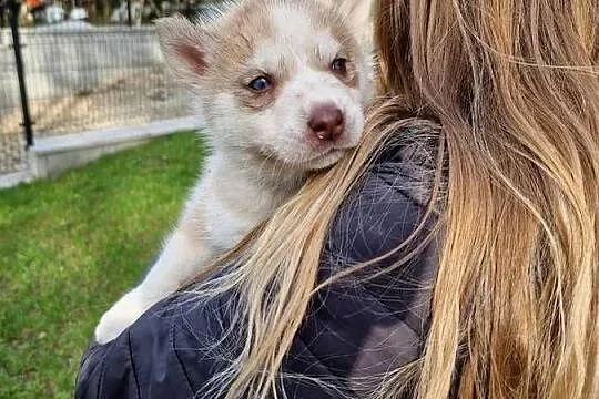 Szczeniak husky samiec, Pomorskie, Kamień