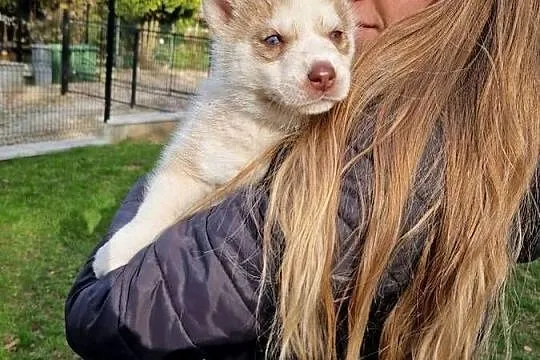 Szczeniak husky samiec, Pomorskie, Kamień