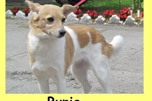 Bunia - kochana delikatna sunia do adopcji,  dolnośląskie Wrocław