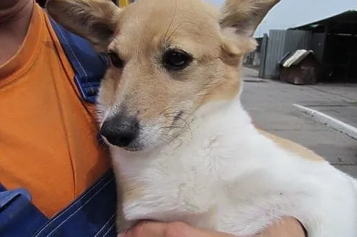 Bunia - kochana delikatna sunia do adopcji,  dolno