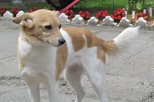 Bunia - kochana delikatna sunia do adopcji,  dolno
