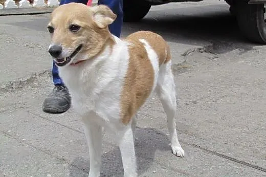 Bunia - kochana delikatna sunia do adopcji,  dolno