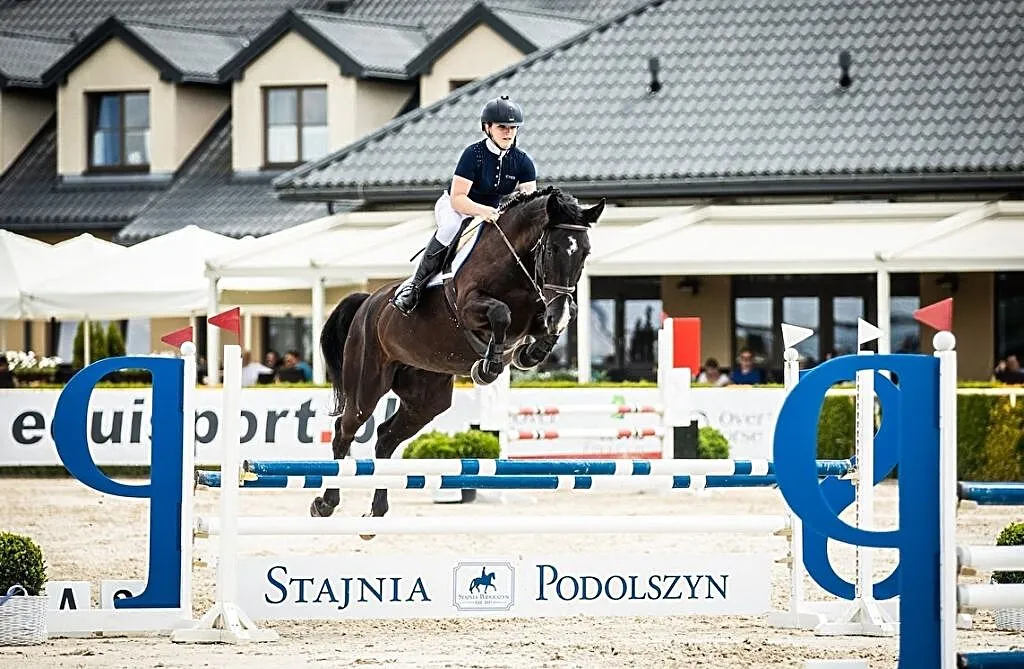 Klacz kwpn 7 lat Opan/Peter Pan, , Lublin