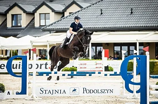 Klacz kwpn 7 lat Opan/Peter Pan, , Lublin