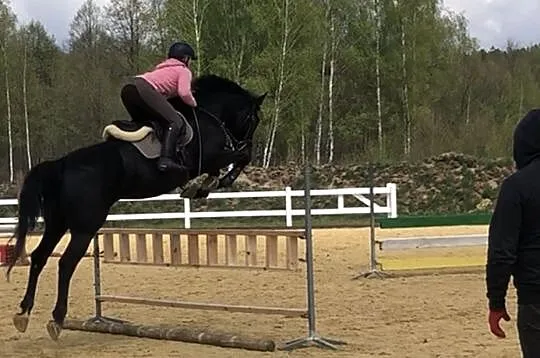 Klacz kwpn 7 lat Opan/Peter Pan, , Lublin