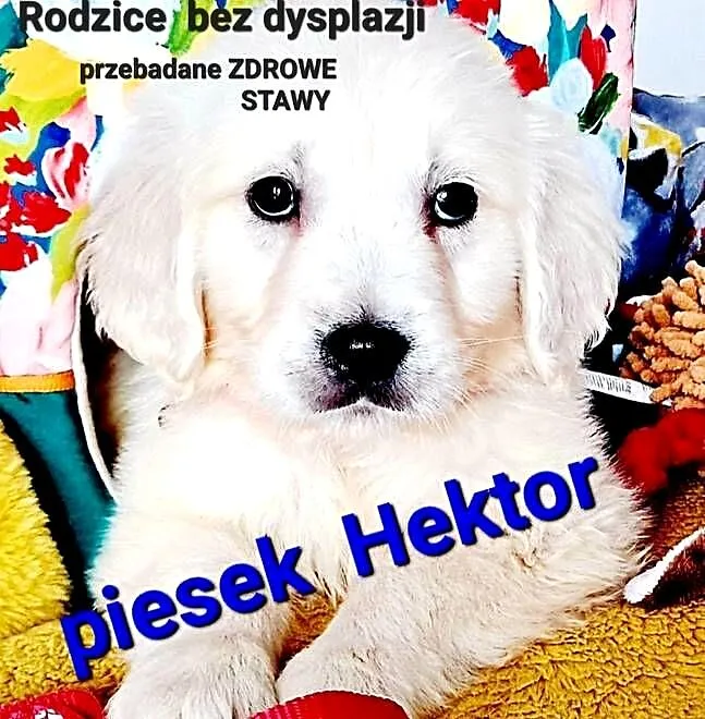 Hektor Golden Retriever samiec, Wielkopolskie, Dobieszczyzna