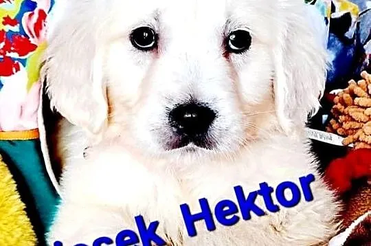 Hektor Golden Retriever samiec, Wielkopolskie, Dobieszczyzna