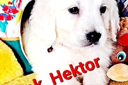 Hektor Golden Retriever samiec, Wielkopolskie, Dobieszczyzna