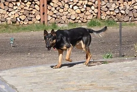 Czarny-podpalany w typie owczarka, duży pies do ad