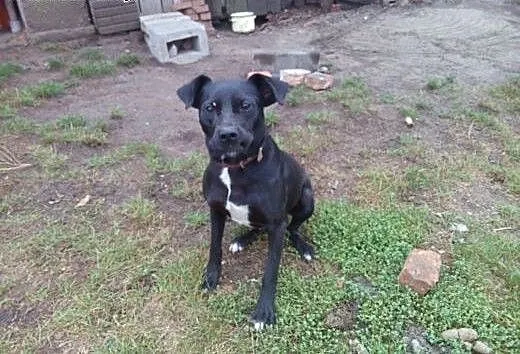 Dżeki (amstaff mieszanka) szuka domu, 1,5 roku, pr
