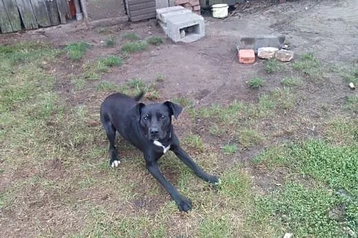 Dżeki (amstaff mieszanka) szuka domu, 1,5 roku, pr
