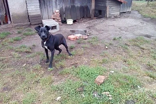 Dżeki (amstaff mieszanka) szuka domu, 1,5 roku, pr