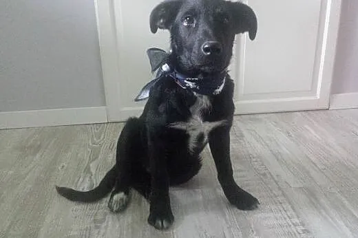 Hades 5cio miesięczny szczeniak do adopcji,  małopolskie Kraków