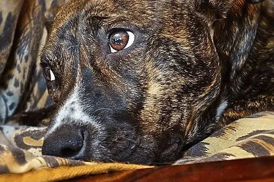 Dora, roczna suczka w typie TTB, wesoła i kochana 