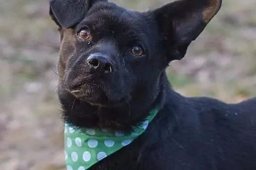 Gacek do adopcji,  śląskie Gliwice
