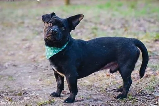 Gacek do adopcji,  śląskie Gliwice, Śląskie, Gliwice