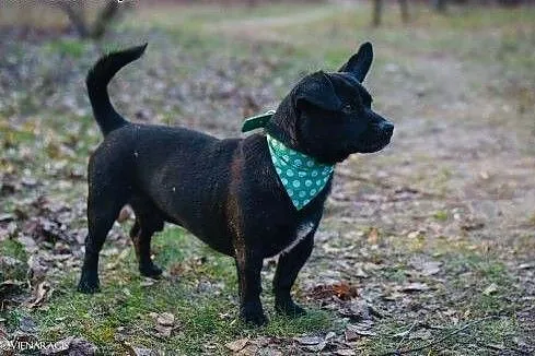 Gacek do adopcji,  śląskie Gliwice, Śląskie, Gliwice