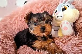 yorkshire terrier suczka