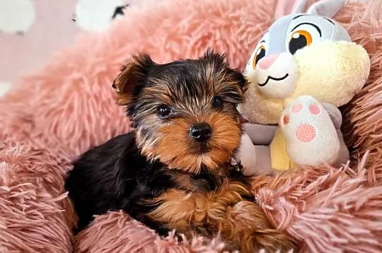 yorkshire terrier suczka, Zachodniopomorskie, Szczecin