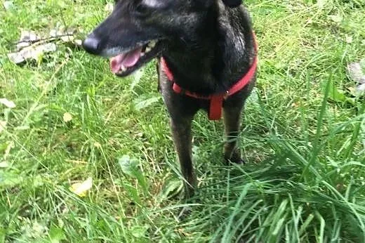 Draco, kocha człowieka ponad wszystko,  śląskie Ka
