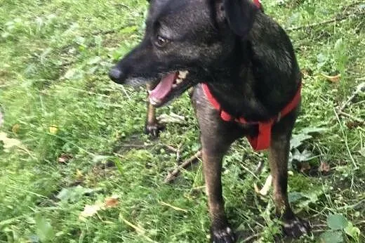 Draco, kocha człowieka ponad wszystko,  śląskie Ka