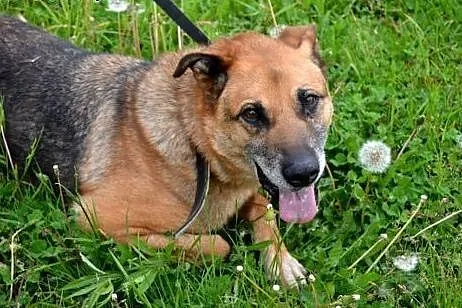 Przyjacielski Szafran pilnie potrzebuje domu,  ślą