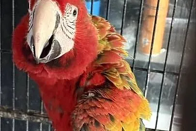 Ara Tropicana F2 samiczka (0.1) papuga, Śląskie, Pyrzowice