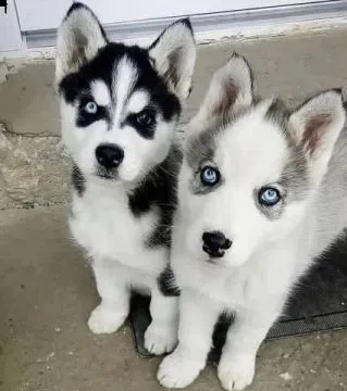 Kochające,syberyjskie husky  słodkie dostępne już teraz na sprzedaż.