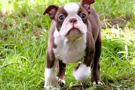 Boston Terrier color chłopaki