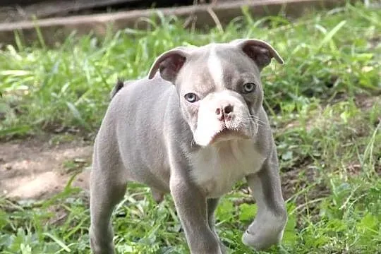 Boston Terrier color chłopaki, Opolskie, Kędzierzyn-Koźle