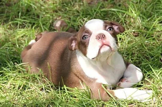 Boston Terrier color chłopaki, Opolskie, Kędzierzyn-Koźle