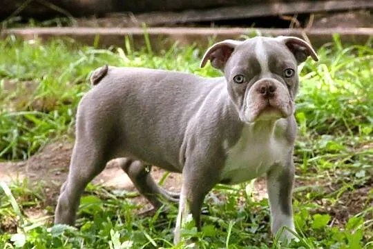 Boston Terrier color chłopaki, Opolskie, Kędzierzyn-Koźle