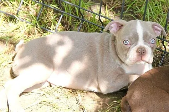 Boston Terrier color chłopaki, Opolskie, Kędzierzyn-Koźle