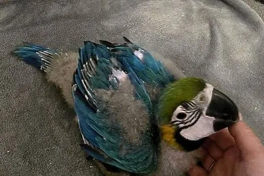 Ara ararauna, Zachodniopomorskie, Gryfino