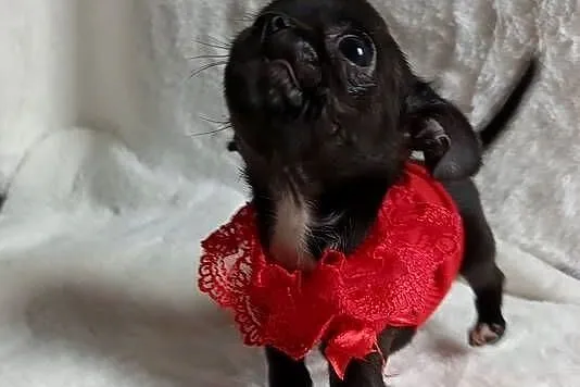 Chihuahua dziewczynka xxs krótkowłosa suczka