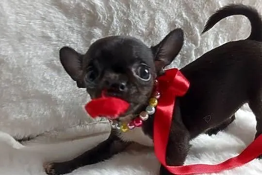 Chihuahua dziewczynka xxs krótkowłosa suczka, Kujawsko-pomorskie, Inowrocław