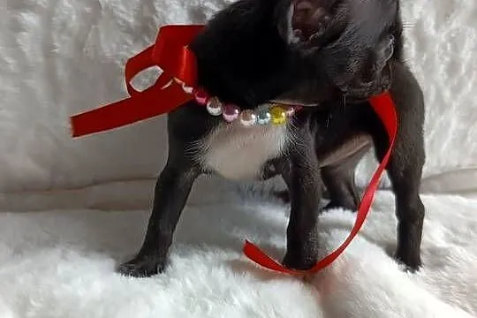 Chihuahua dziewczynka xxs krótkowłosa suczka, Kujawsko-pomorskie, Inowrocław