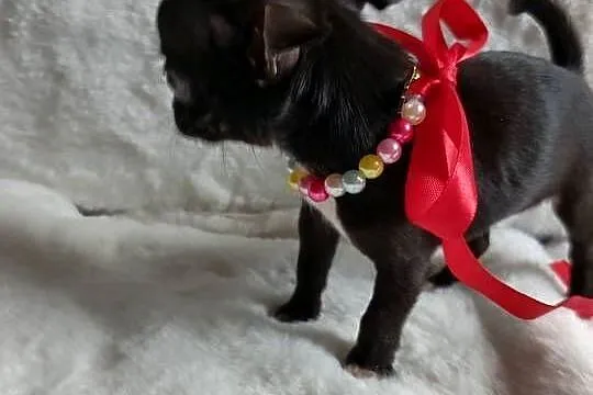 Chihuahua dziewczynka xxs krótkowłosa suczka, Kujawsko-pomorskie, Inowrocław