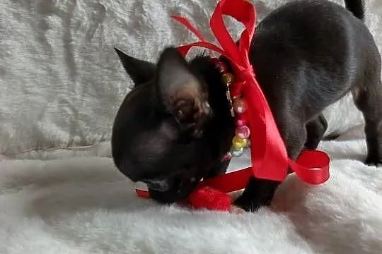 Chihuahua dziewczynka xxs krótkowłosa suczka, Kujawsko-pomorskie, Inowrocław