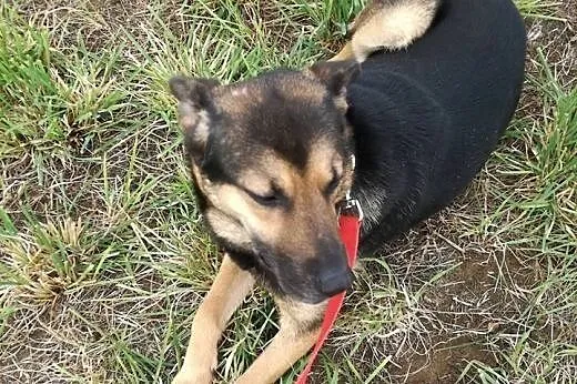 Parówka marzy aby ktoś dał jej domek i ją pokochał