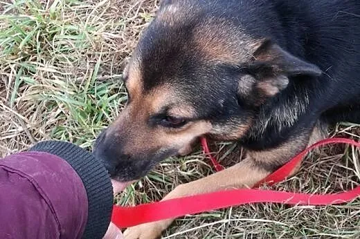 Parówka marzy aby ktoś dał jej domek i ją pokochał