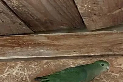Samica szkarłatki królewskiej, Dolnośląskie, Strzegom